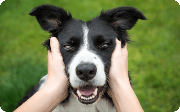 Two hands pet the face of a happy dog