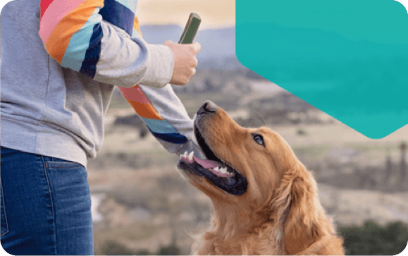 Person holding oravet chew in front of dog.