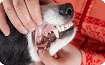 Person opening dog's mouth, exposing their gums