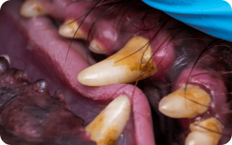 Close up image of tartar buildup on dog's gums