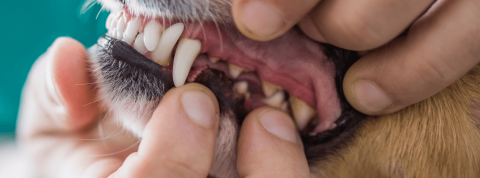 Plaque buildup on a dog's teeth